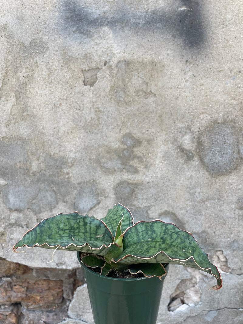 A picture of Sansevieria kirkii 'Silver Blue' mother in law tongue showing its variegated and pink rimmed leaves against a cement wall.