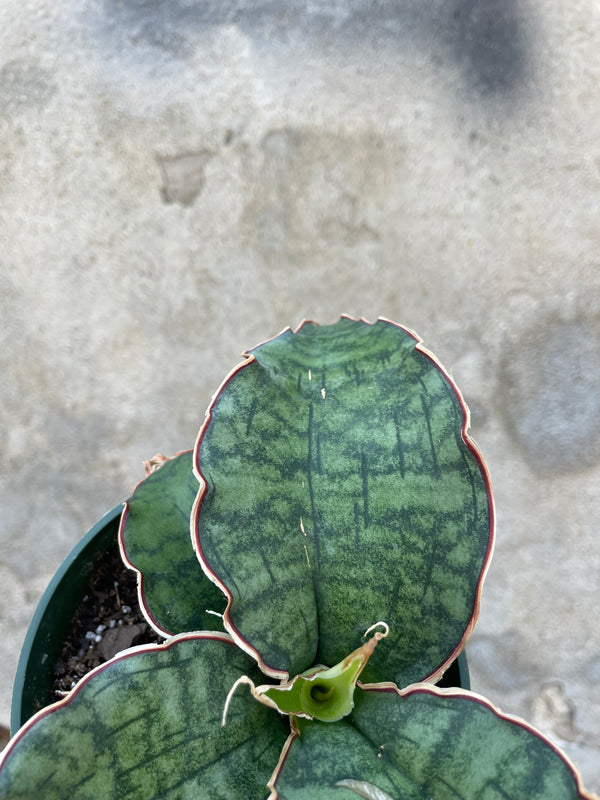 A detail picture of Sansevieria kirkii 'Silver Blue' mother in law tongue showing its variegated and pink rimmed leaves.