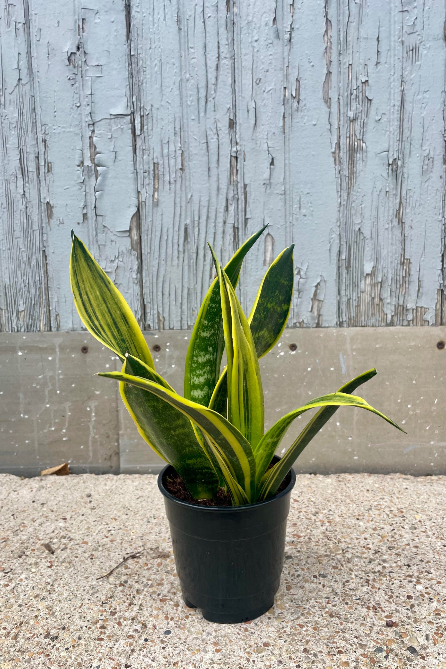 A photo of Sansevieria 'La Rubia' which has broadly, vertically striped yellow and green leaves. The snakeplant is in a black pot and shown against a gray wall.©Sprout Home