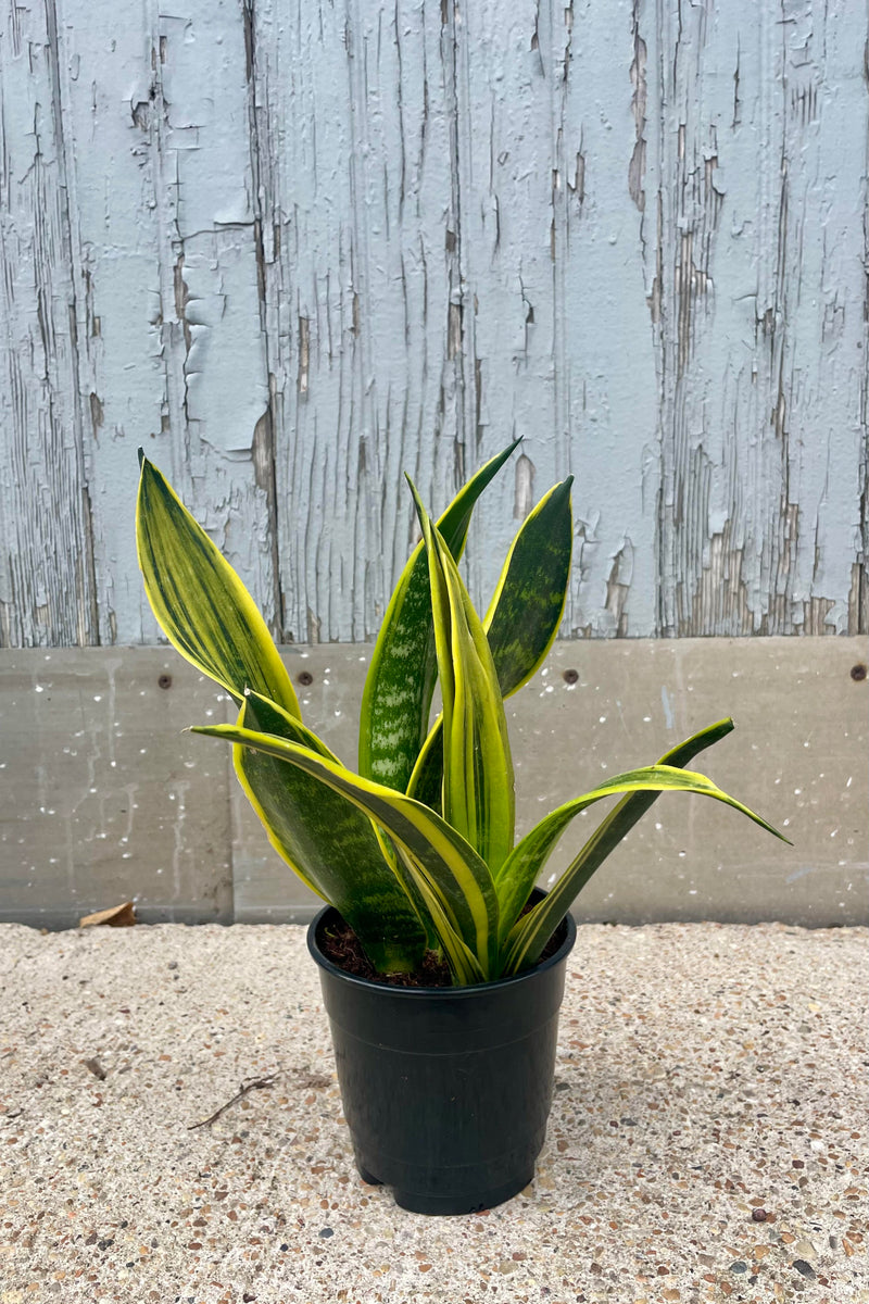 A photo of Sansevieria 'La Rubia' which has broadly, vertically striped yellow and green leaves. The snakeplant is in a black pot and shown against a gray wall.