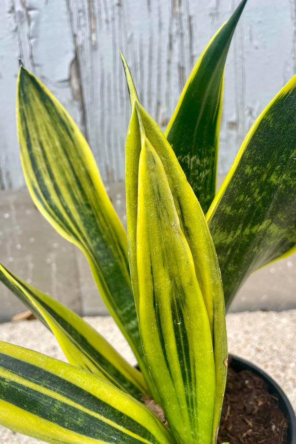 A close photo of the leaves of Sansevieria 'La Rubia' which has broadly, vertically striped yellow and green leaves.