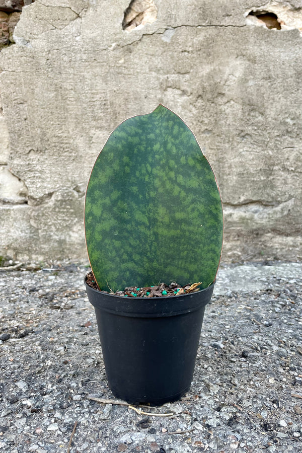 Photo of the wide Sansevieria masoniana "Whale Fine" Snakeplant in a black pot against a cement wall.