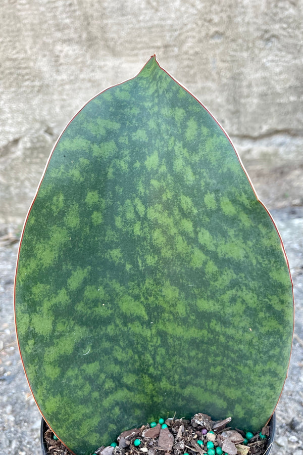 Close photo of the leaf of Sansevieria masoniana "Whale Fine" snakeplant against a cement wall.