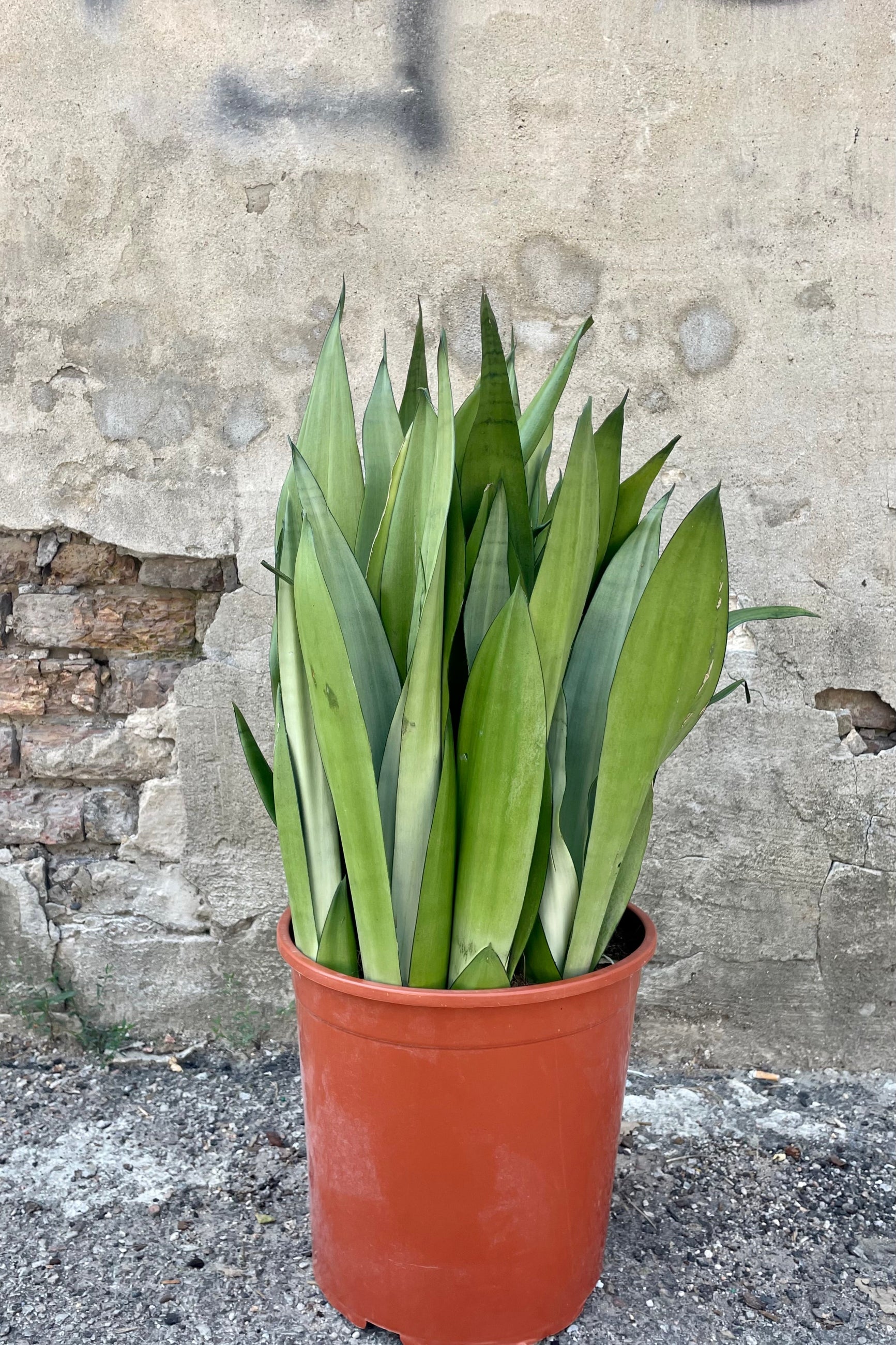 Photo of vertical gray and green foliage of Sanseveria Dracaeana 'Moonshine' Snakeplant in an orange pot against a concrete wall. ©Sprout Home