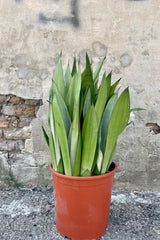 Photo of vertical gray and green foliage of Sanseveria Dracaeana 'Moonshine' Snakeplant in an orange pot against a concrete wall.