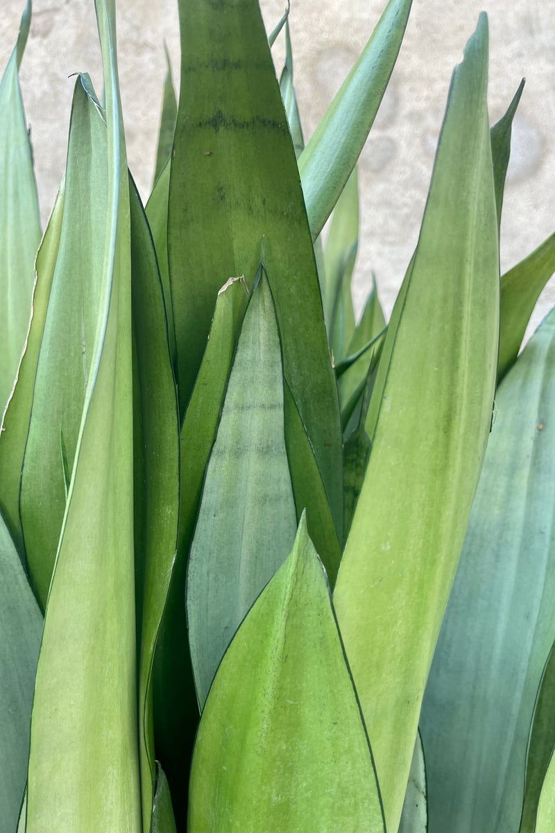 Close detail photo of vertical gray and green foliage of Sanseveria Dracaeana 'Moonshine' Snakeplant against a concrete wall.