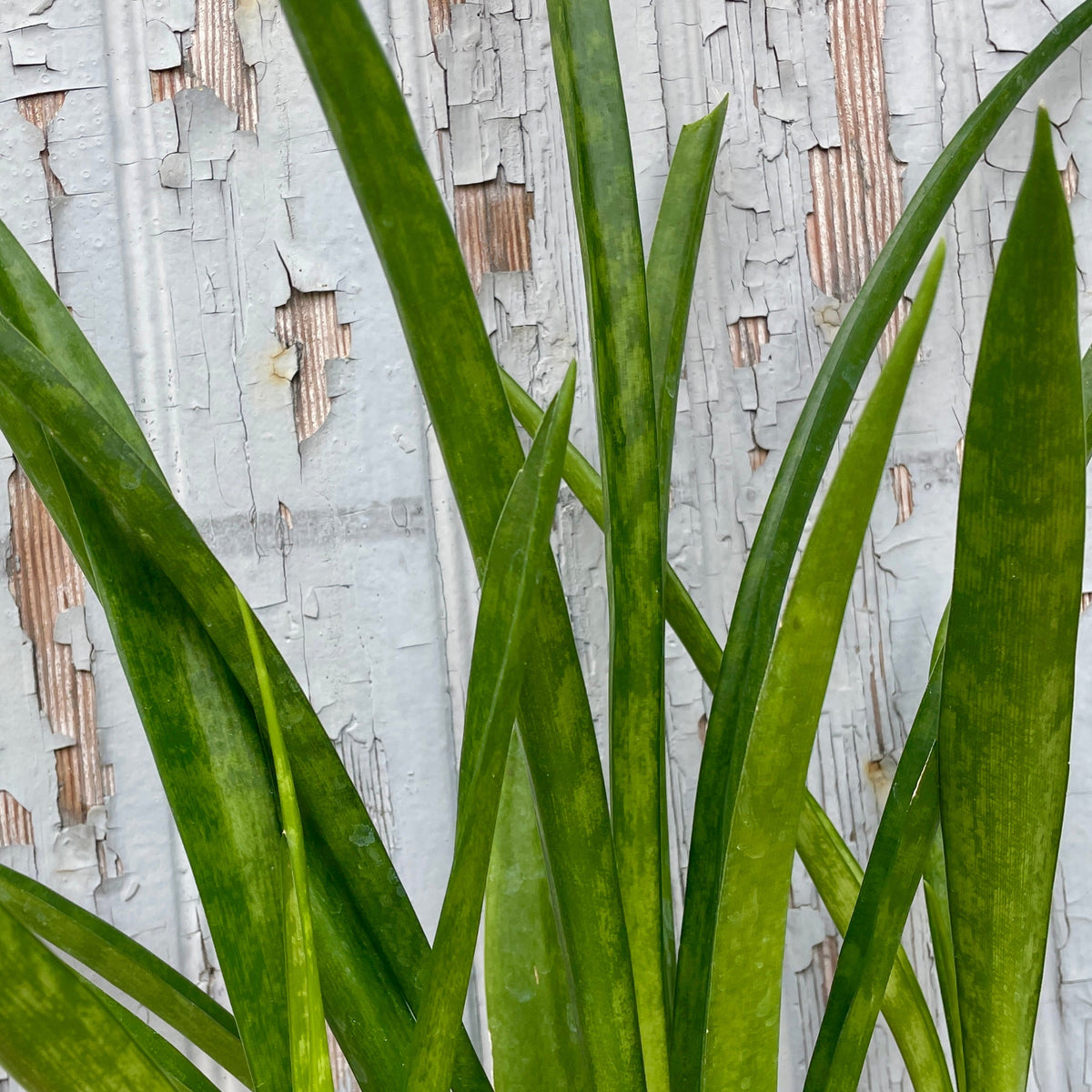 Sansevieria parva 