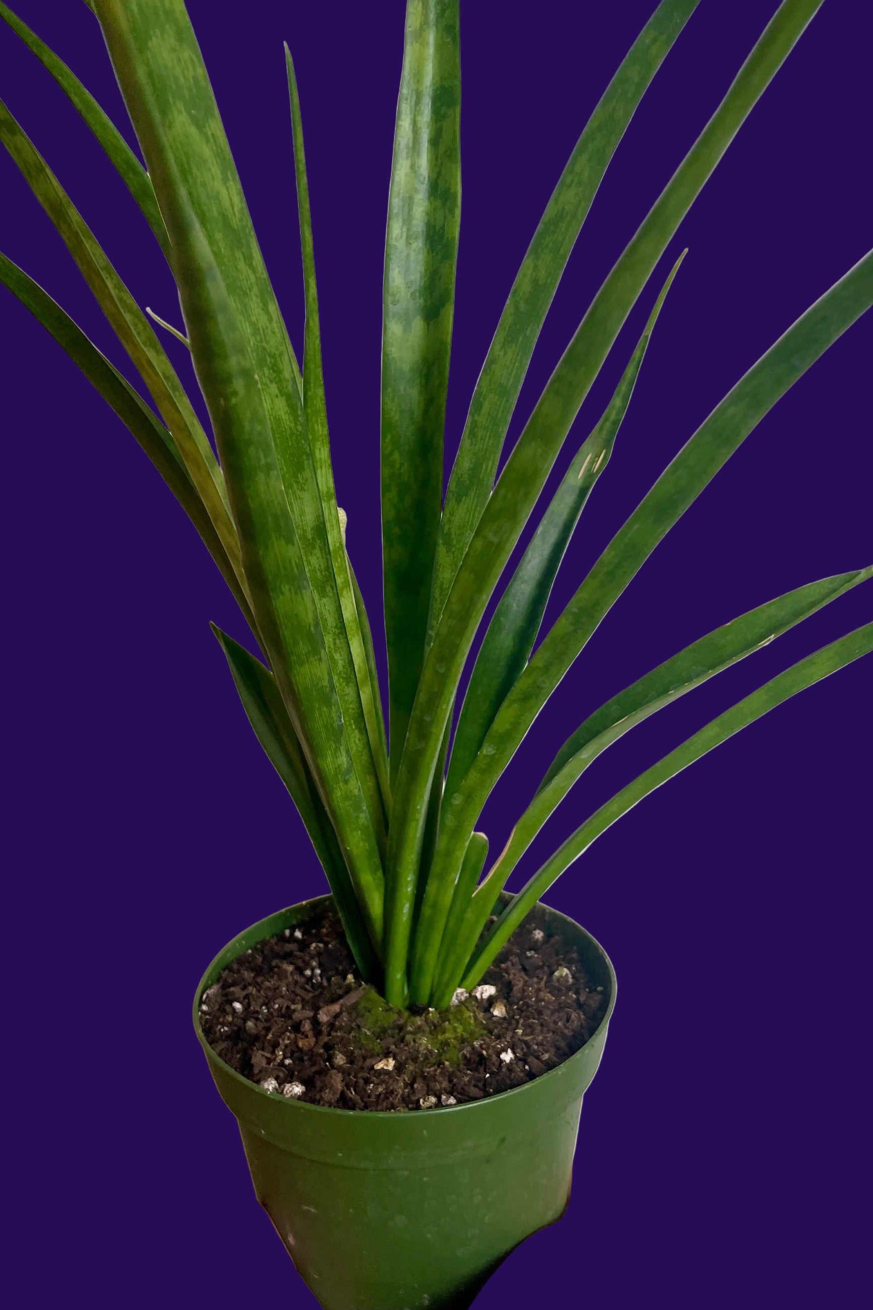 Photo of a hand holding a green pot with a plant iwth long narrow green leaves. It is Sansevieria parva, the "Kenya Hyacinth." Shown against a purple  background. ©Sprout Home