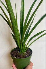 Photo of a hand holding a green pot with a plant iwth long narrow green leaves. It is Sansevieria parva, the "Kenya Hyacinth." Shown against a white background.