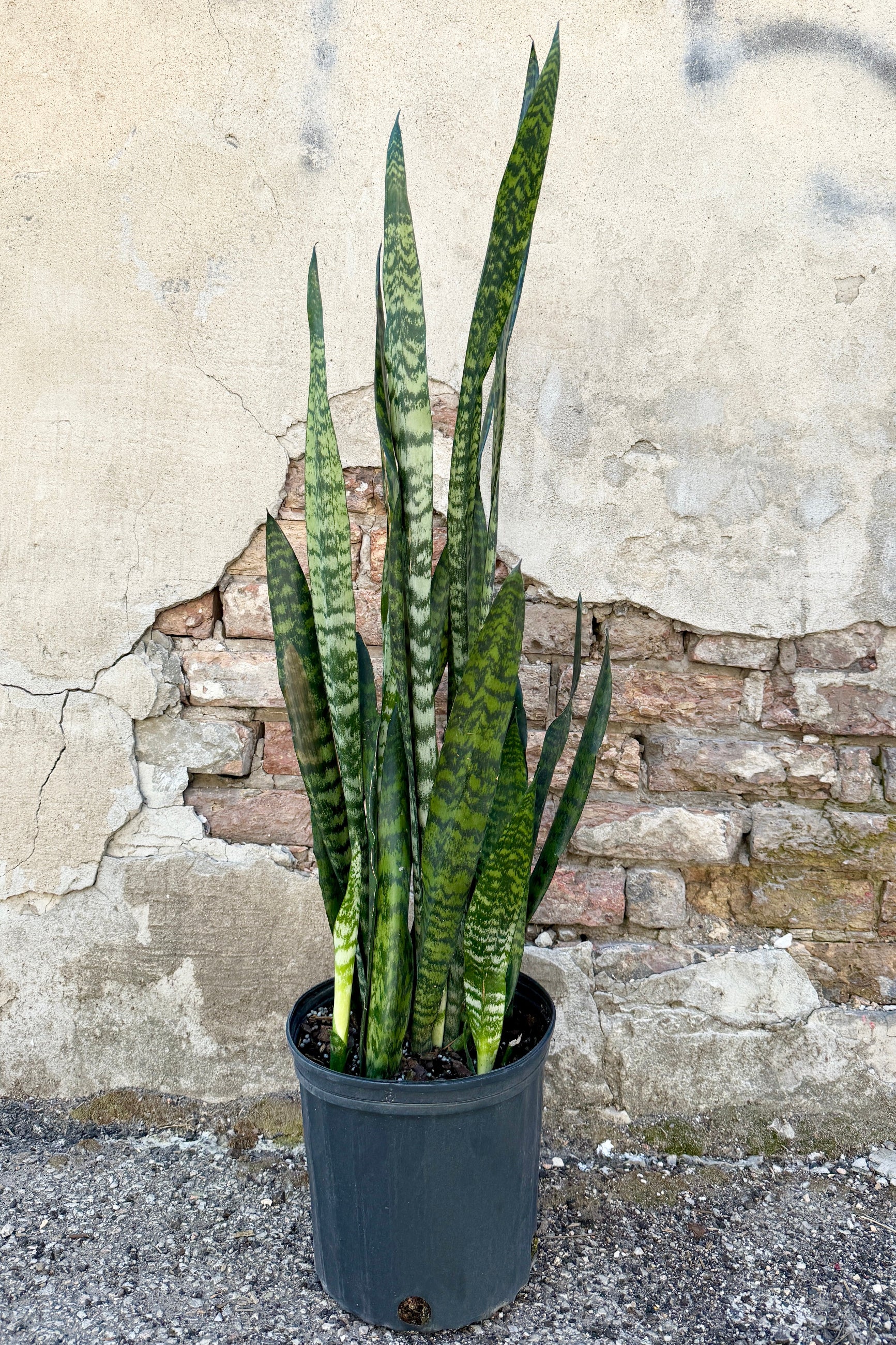Sansevieria 'Peppermint' in a 8" growers pot against a textured stone wall ©Sprout Home