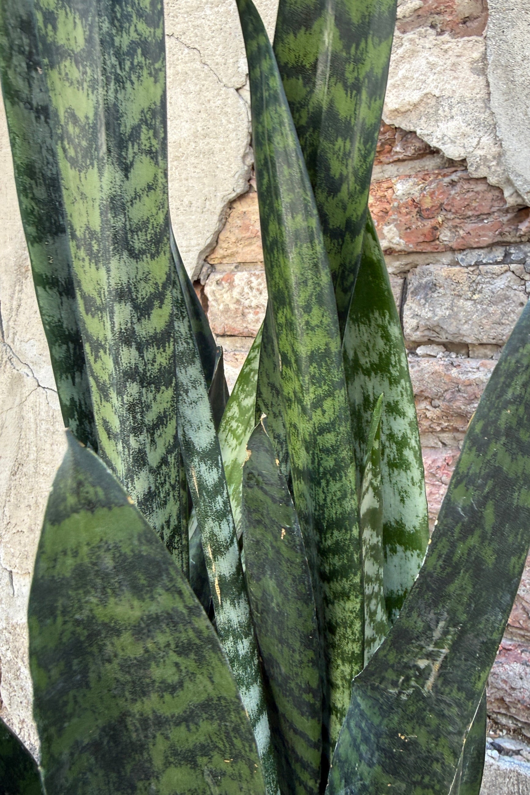 Sansevieria 'Peppermint' snake plant up close showing the mint and dark green stripes against a stone wall background ©Sprout Home