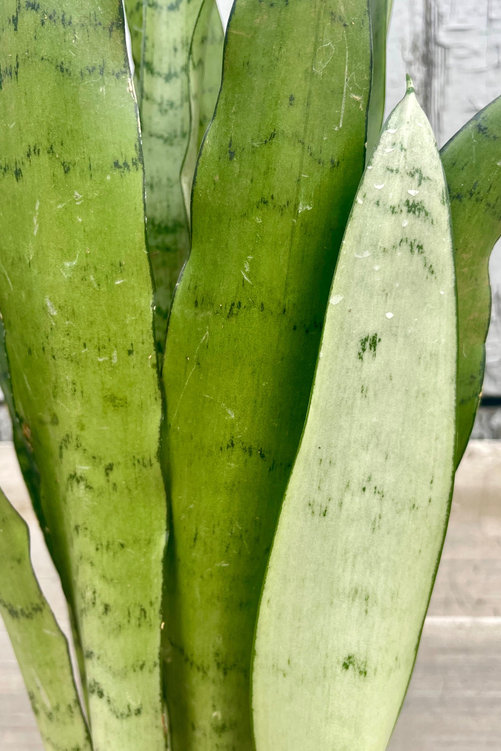 Close photo of a Sansevieria snakeplant 'Spearmint' leaves ©Sprout Home