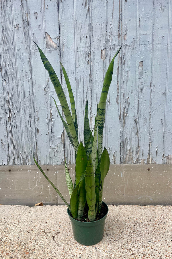 Photograph of a Snakeplant in a green pot against a gray wall. The plant is Sansevieria 'Spearmint' with upright narrow leaves of pale green and silver bands of color.