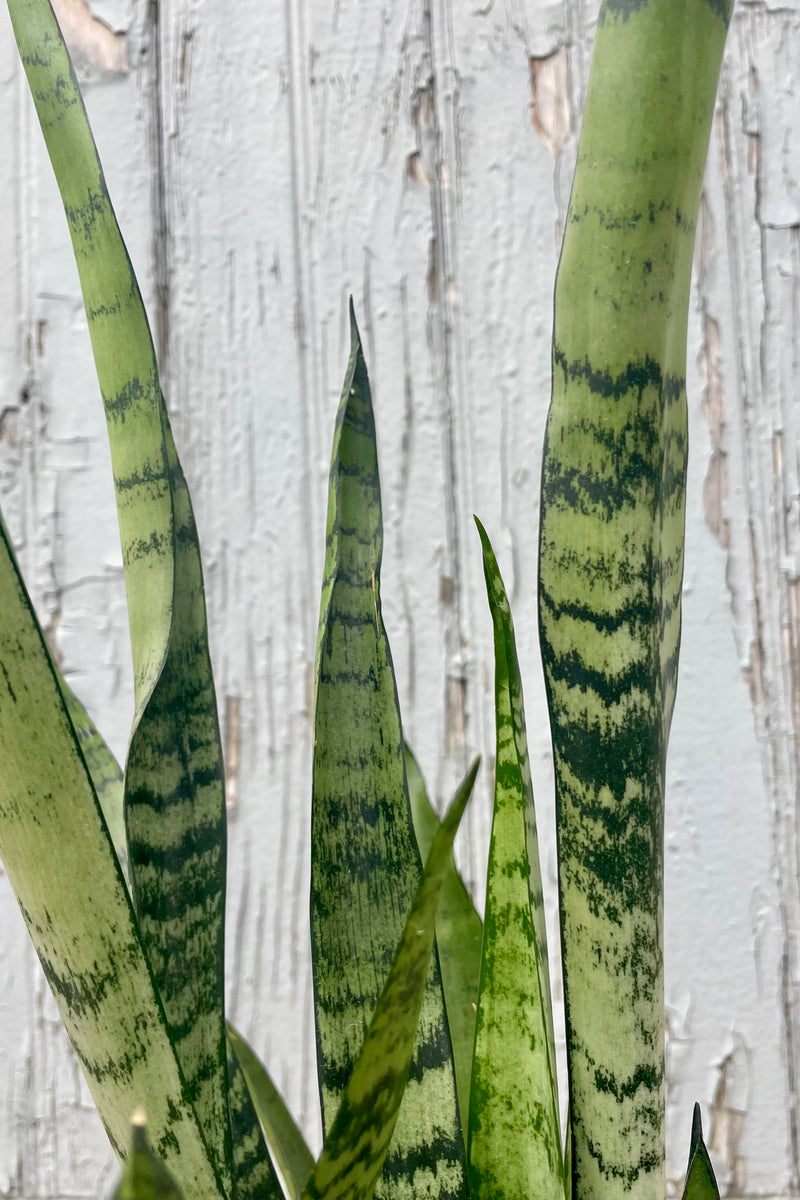 Close photo of the leaves of Sansevieria 'Spearmint' with upright narrow leaves of pale green and silver bands of color.