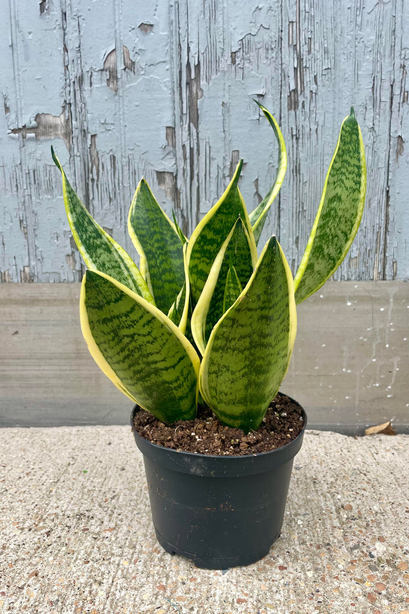 Photo of a Snakeplant in a black pot against a gray wall. The Snakeplant is Sansevieria 'Suberba Futura' which has dark green striped leaves with a yellow margin. The leaves are upright and staout.