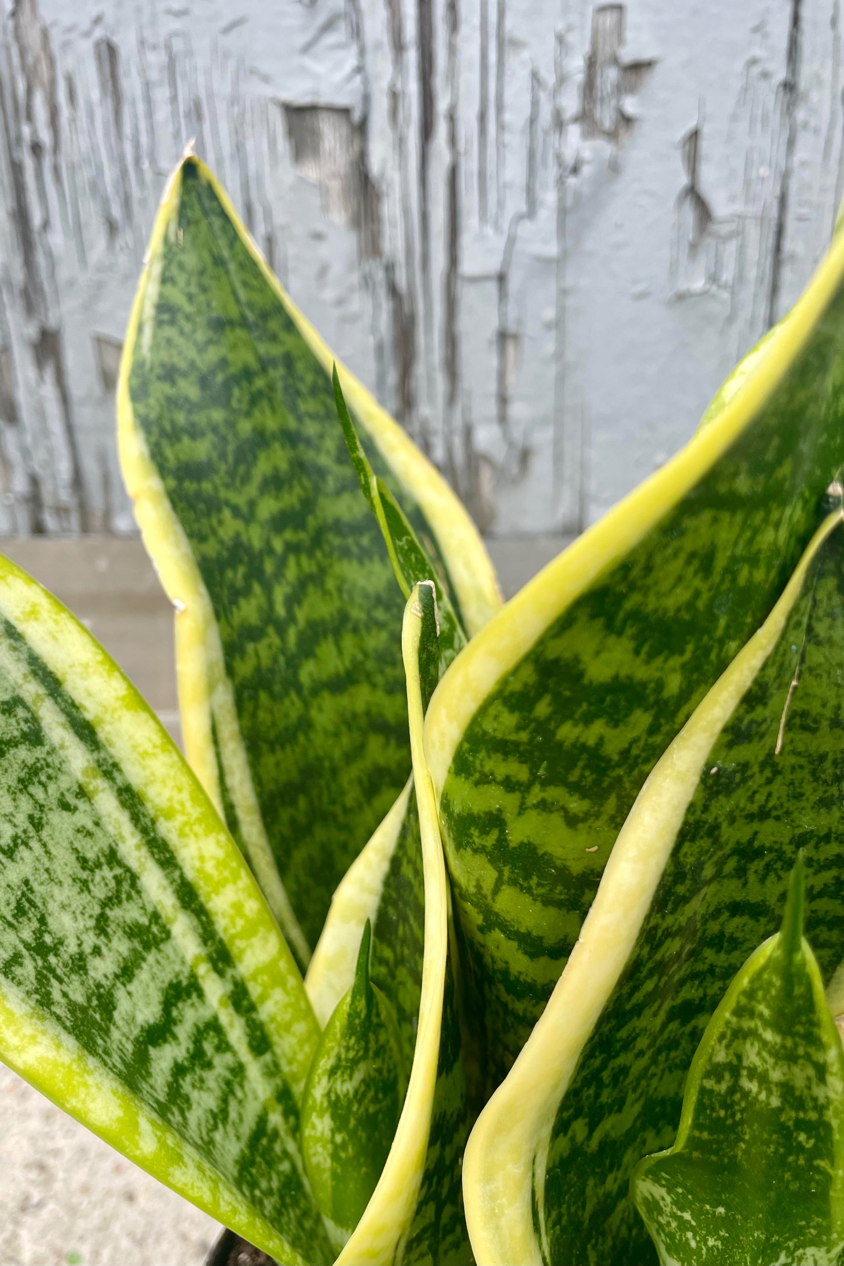A close up photo of the stout green stripped leaves of Sansevieria 'Suberba Futura' which each have a yellow margin. ©Sprout Home