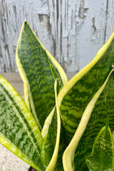 A close up photo of the stout green stripped leaves of Sansevieria 'Suberba Futura' which each have a yellow margin.