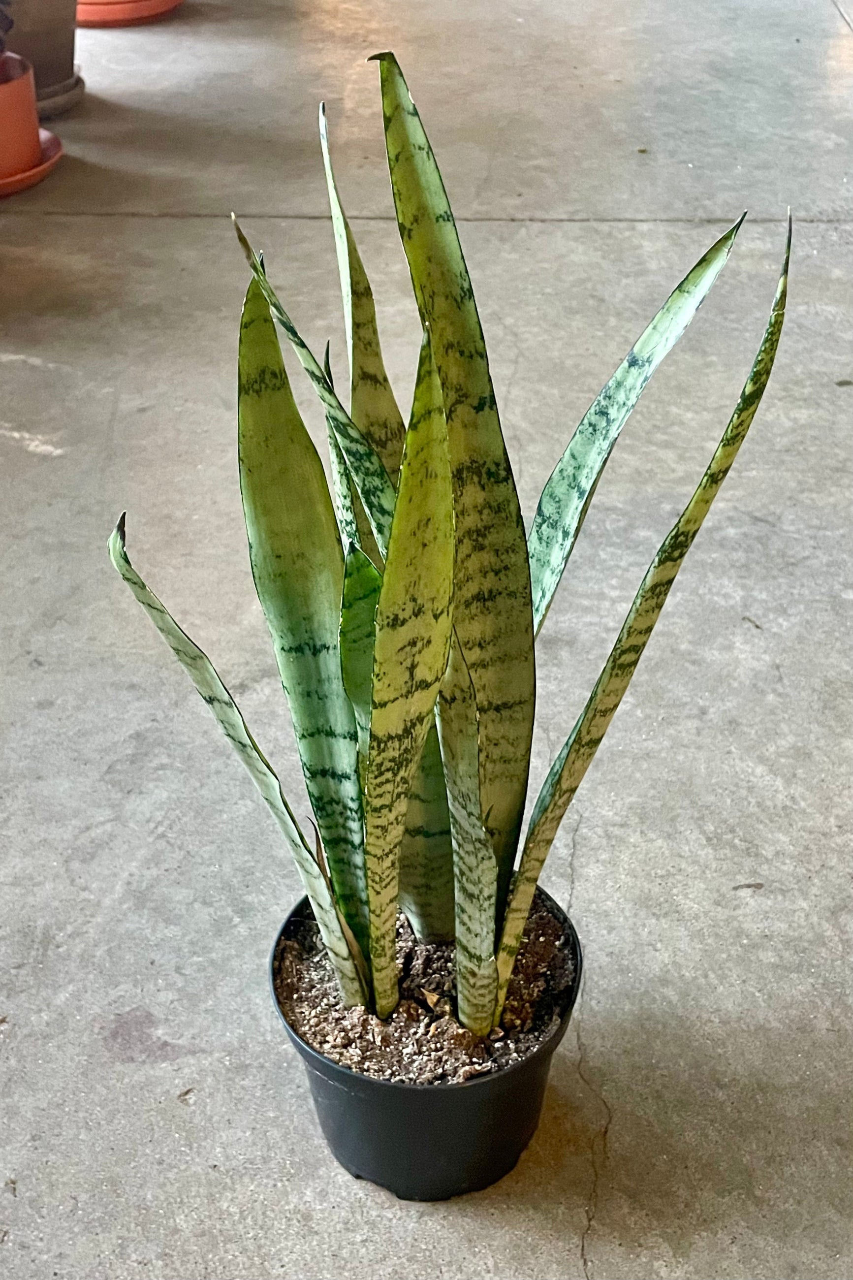 Photo of a Sansevieria 'Silver Princess' houseplant in a pot in a garden shop. ©Sprout Home