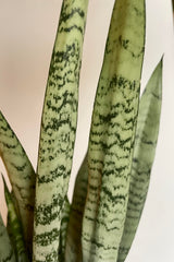 Close photo of dark green and gray leaves of Sansevieria 'Silver Princess' against a white.