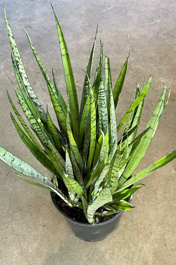 Photo of pointed green and silver leaves of Sansevieria "snake plant" 'Silver Streak' in a black pot against a concrete background.