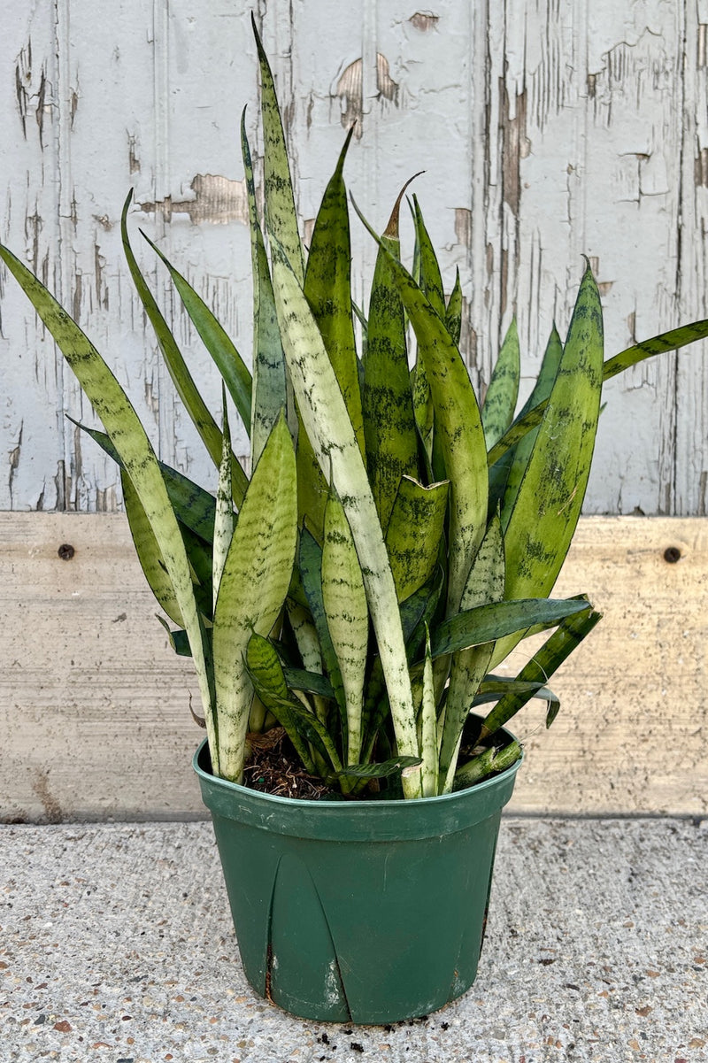 Plant with vertical, spear shaped, silvery green leaves with dark green patterning throughout against grey wall.