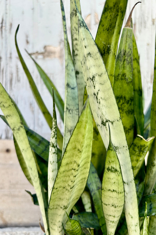 Detail of vertical, spear shaped, silvery green leaves with dark green patterning throughout, against grey wall.