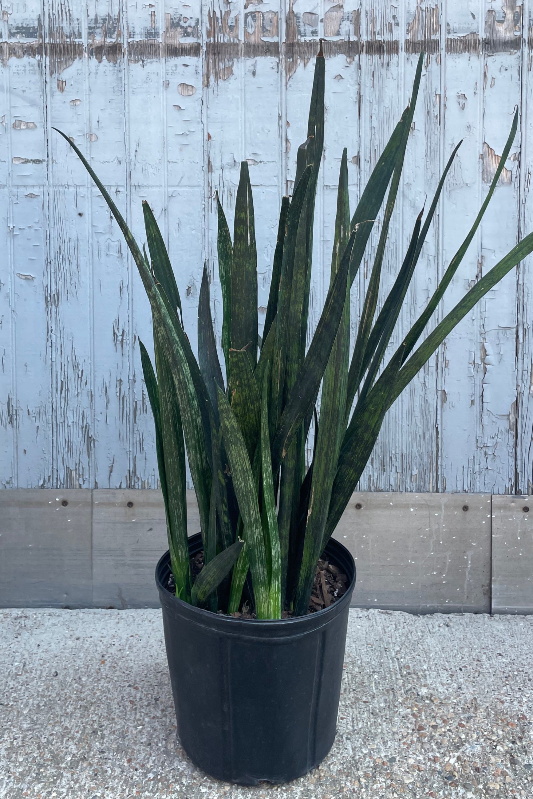 Photo of a Sansevieria 'Snakeskin' Snake plant with dark green vertical leaves in a pot in front of a wooden wall ©Sprout Home