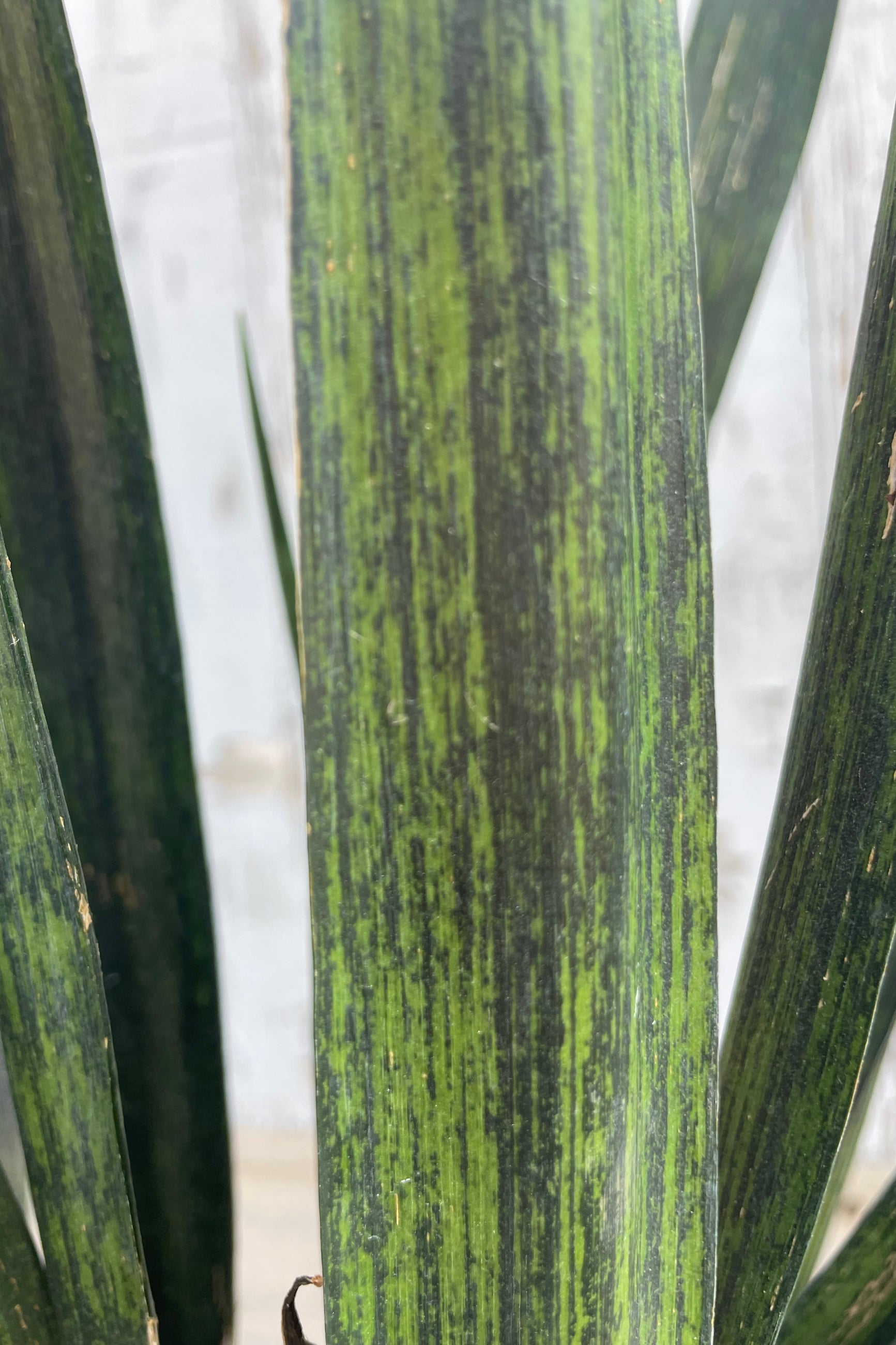 Close-up Photo of a Sansevieria 'Snakeskin' Snake plant with dark green vertical leaves in a pot in front of a wooden wall ©Sprout Home