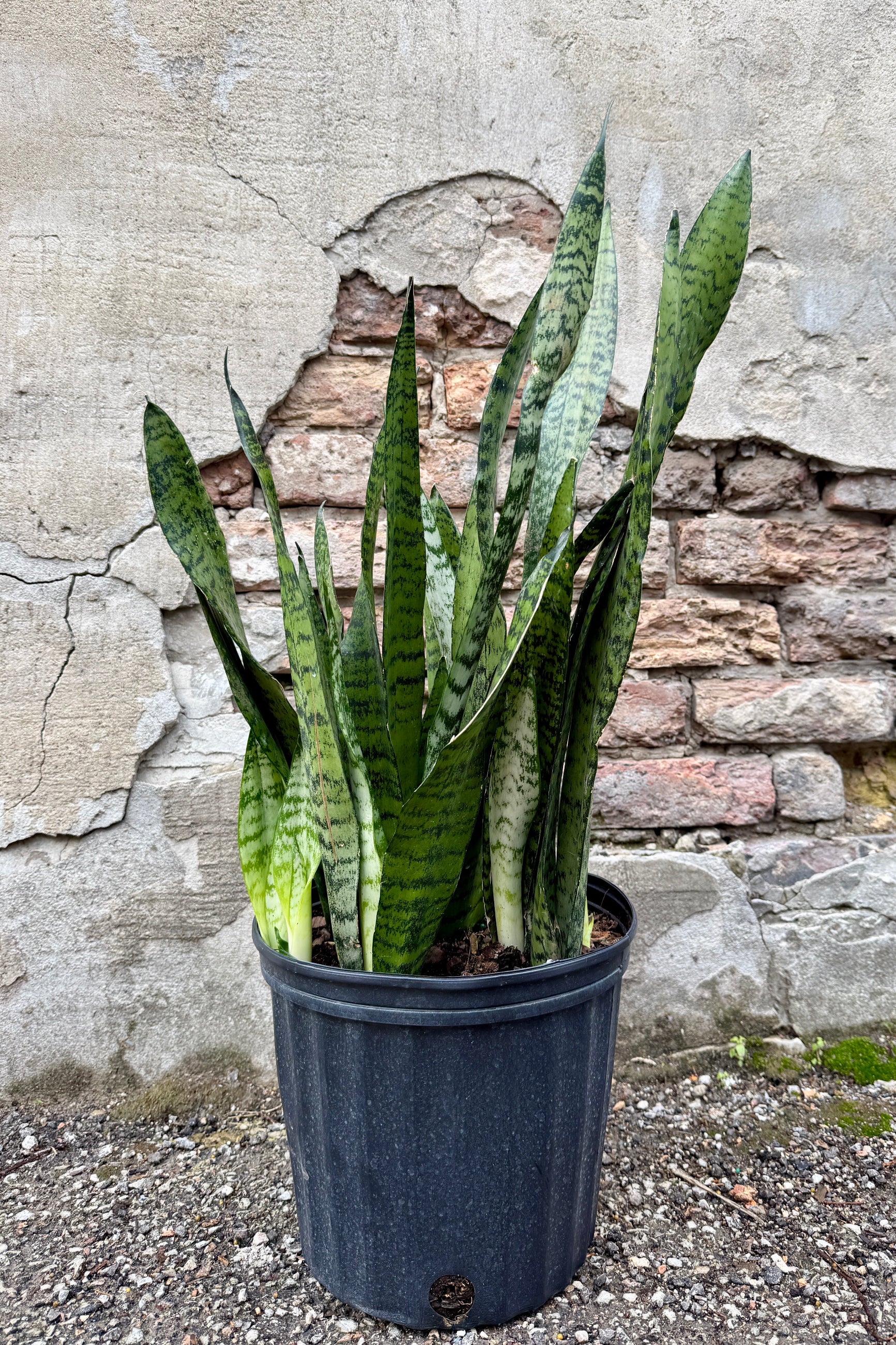 Sansevieria 'Spearmint' 8" snake plant in front of a textured stone wall ©Sprout Home