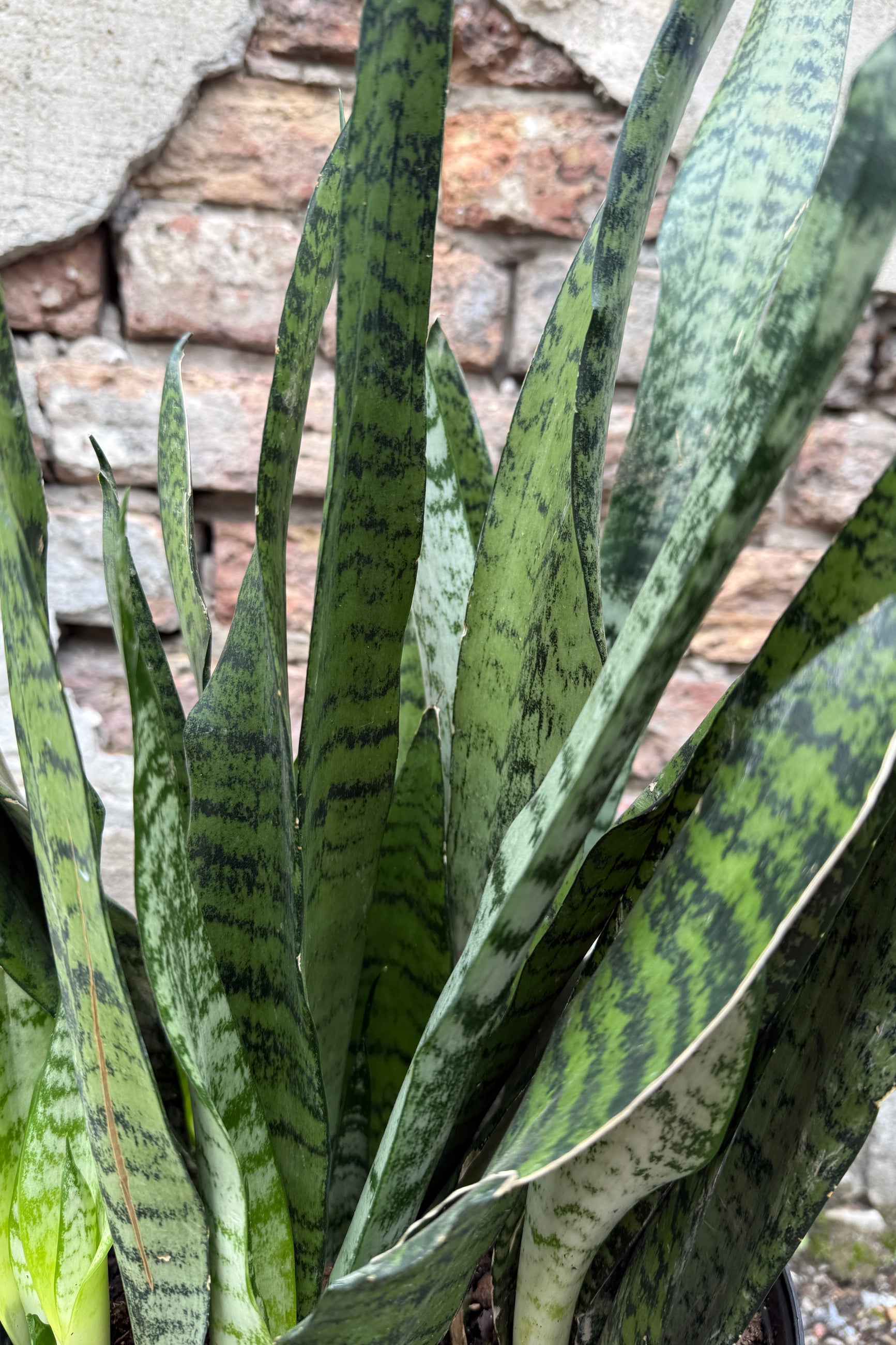 Sansevieria 'Spearmint' detail up close ©Sprout Home