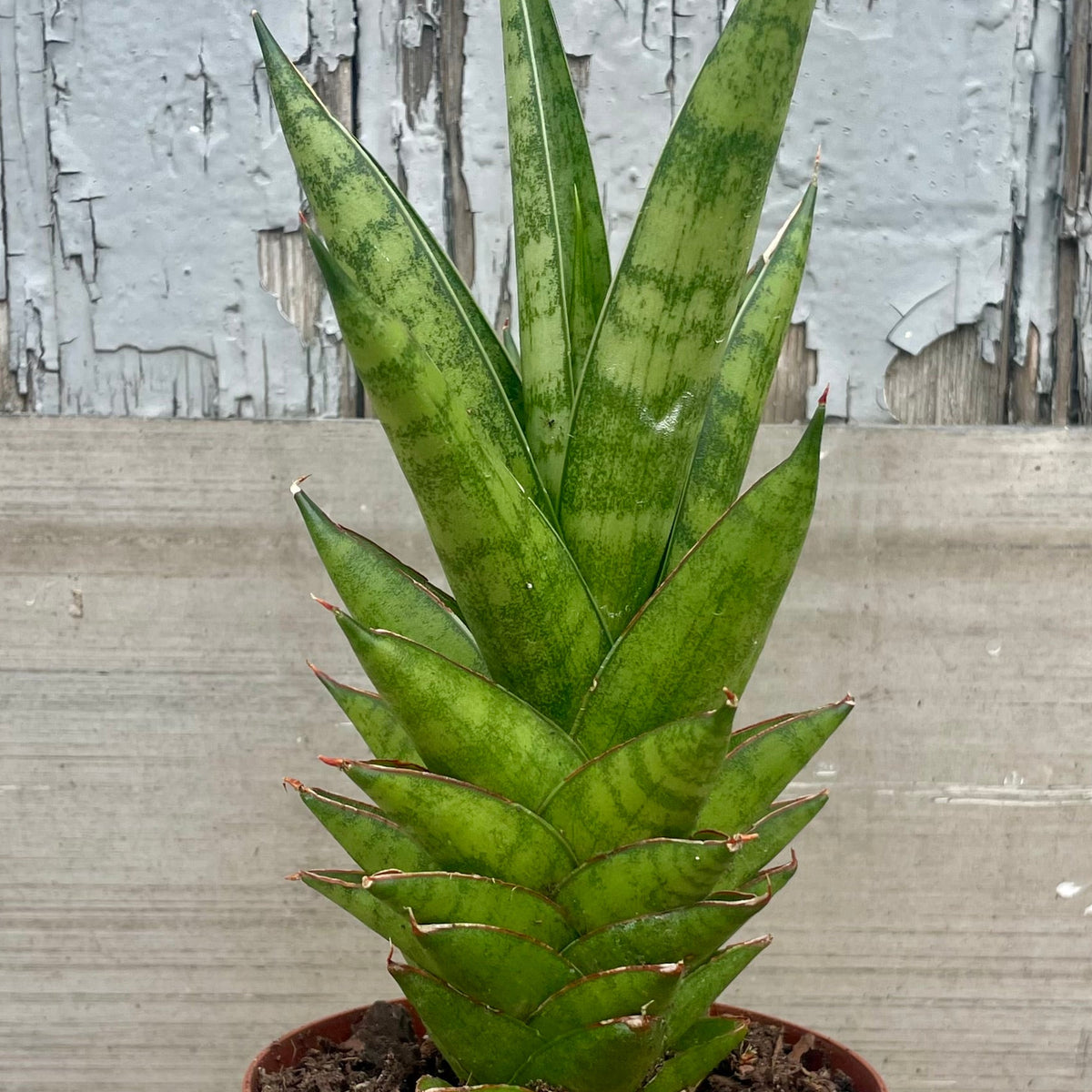 r snake.plants good for outdoor shaded Sansevieria 'Tower' 4" at SPROUT HOME