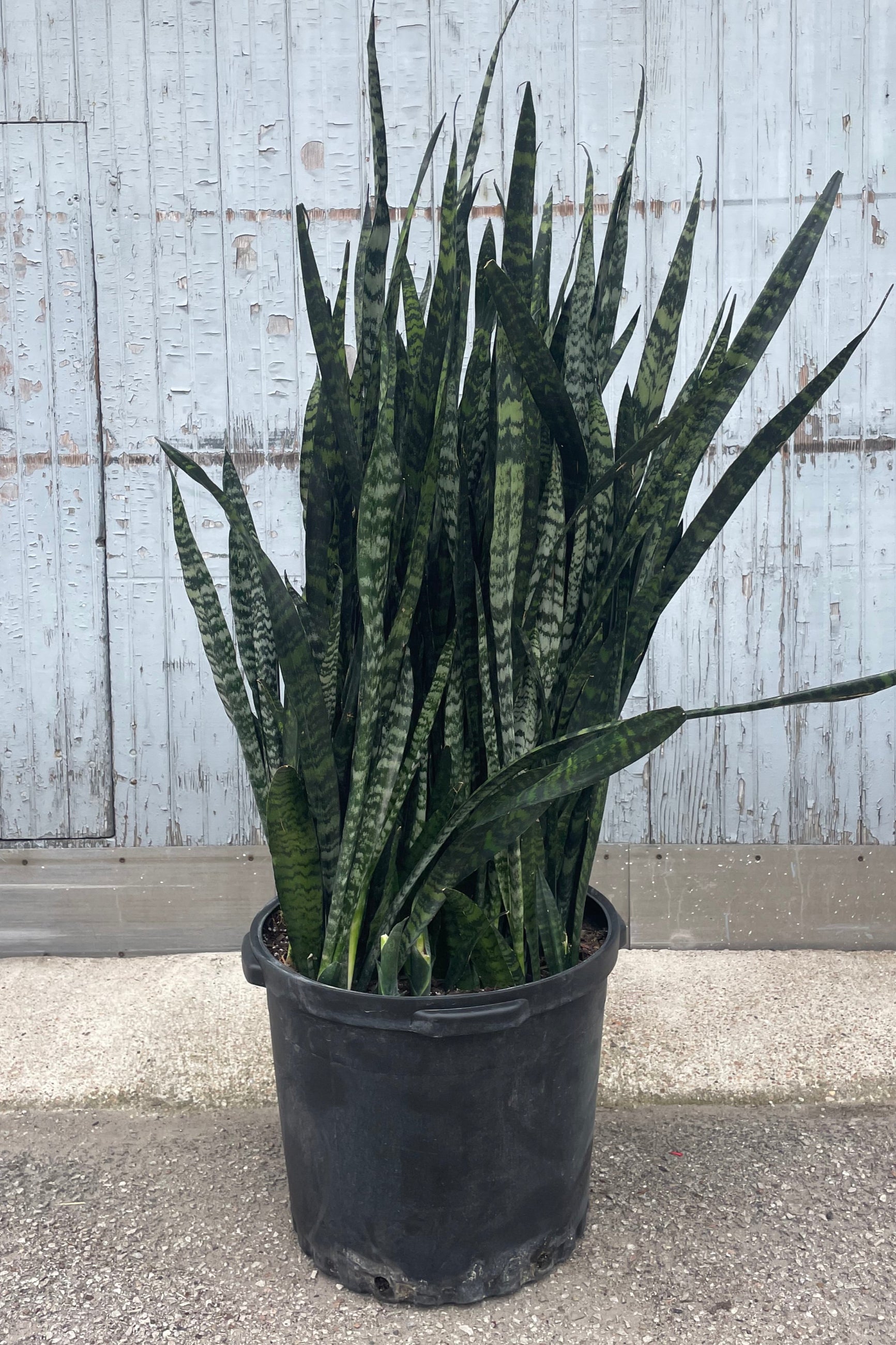Photo of a large Sansevieria or "Snakeplant" houseplant in a black pot. Sansevieria 'Wintergreen' is shown in front of a gray wall and has long, narrow upright leaves which are shades of dark green. ©Sprout Home