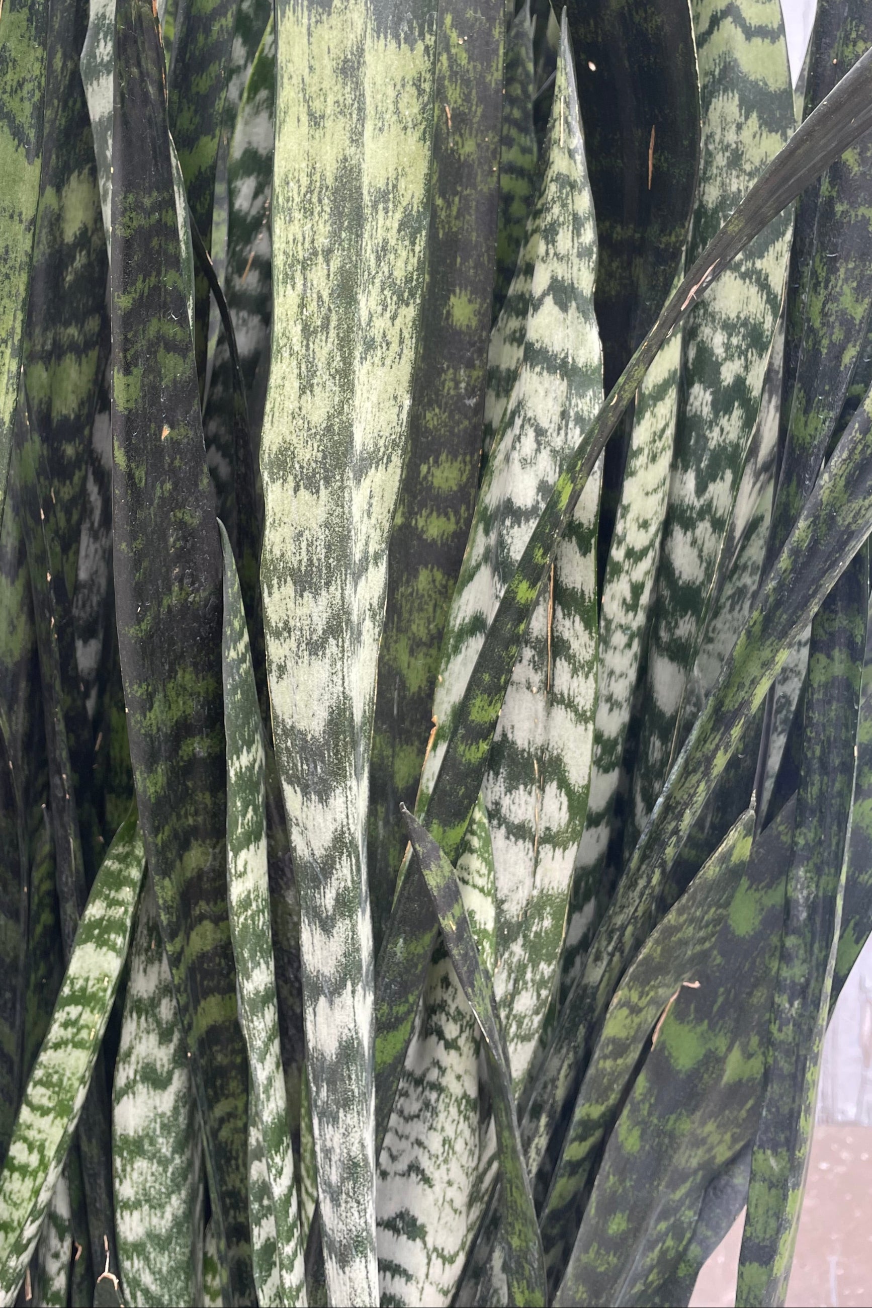 A close up photo of Sansevieria 'Wintergreen' is shown in front of a gray wall and has long, narrow upright leaves which are shades of dark green. ©Sprout Home