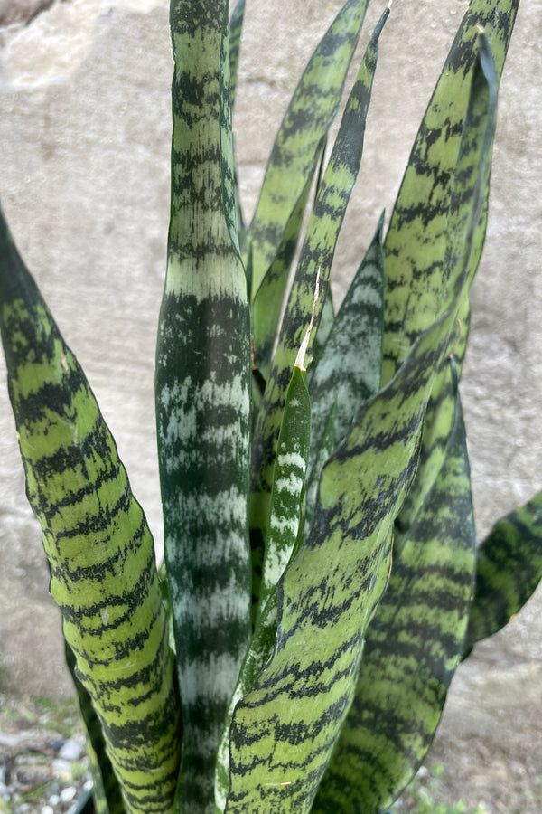 Sansevieria 'Wintergreen' up close with its strappy dark green and light green horizontally stripped leaves.