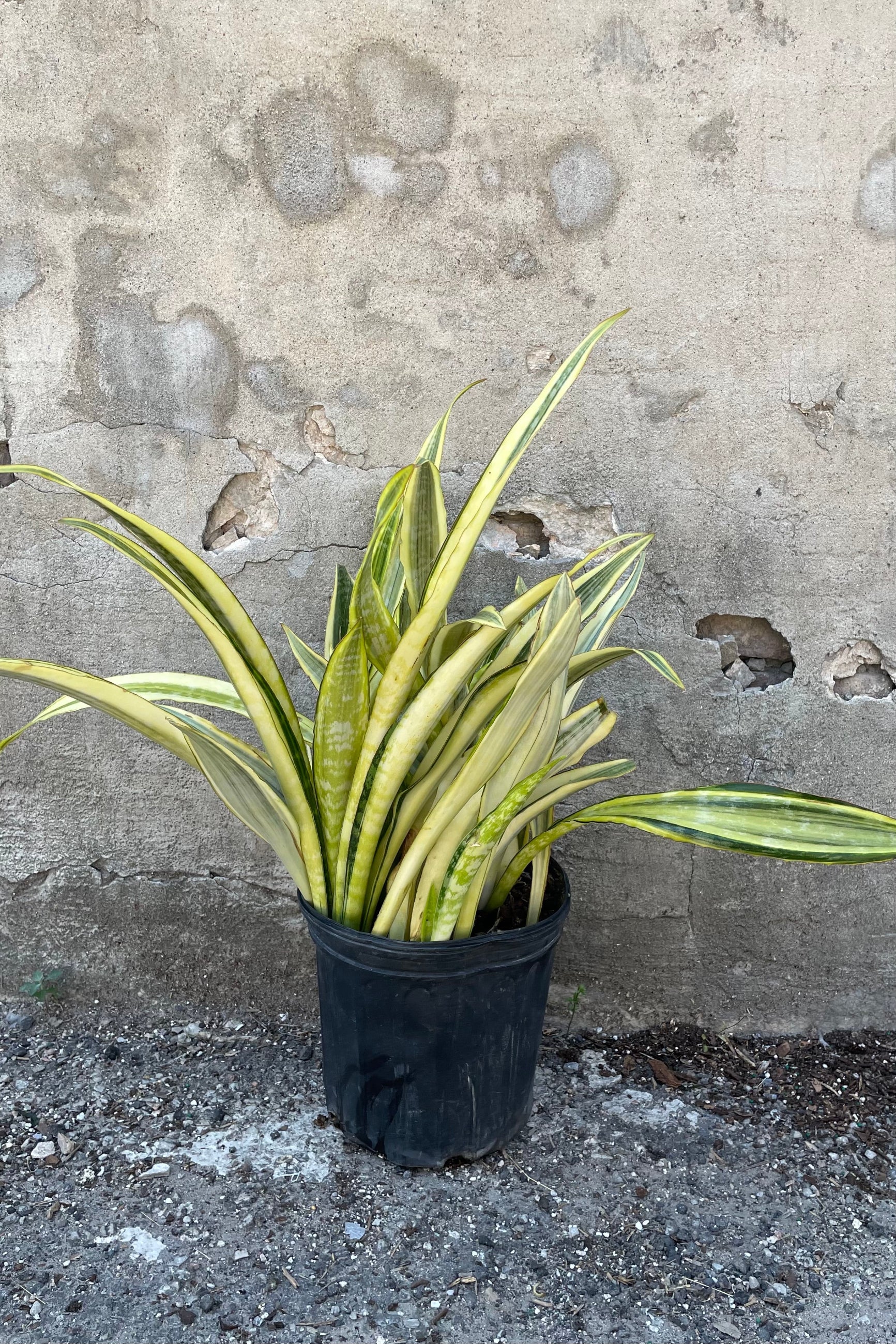 Sansevieria 'Yellowstone' in a 10" growers pot in front of a concrete wall with its thick strappy yellow and green leaves shooting up from the pot. ©Sprout Home