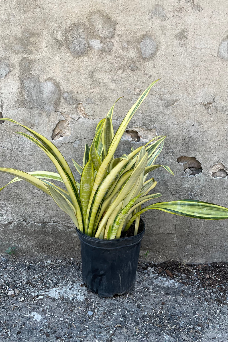 Sansevieria 'Yellowstone' in a 10" growers pot in front of a concrete wall with its thick strappy yellow and green leaves shooting up from the pot. 