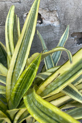 Detail picture of the yellow and green striped thick leaves of the Sansevieria 'Yellowstone'.