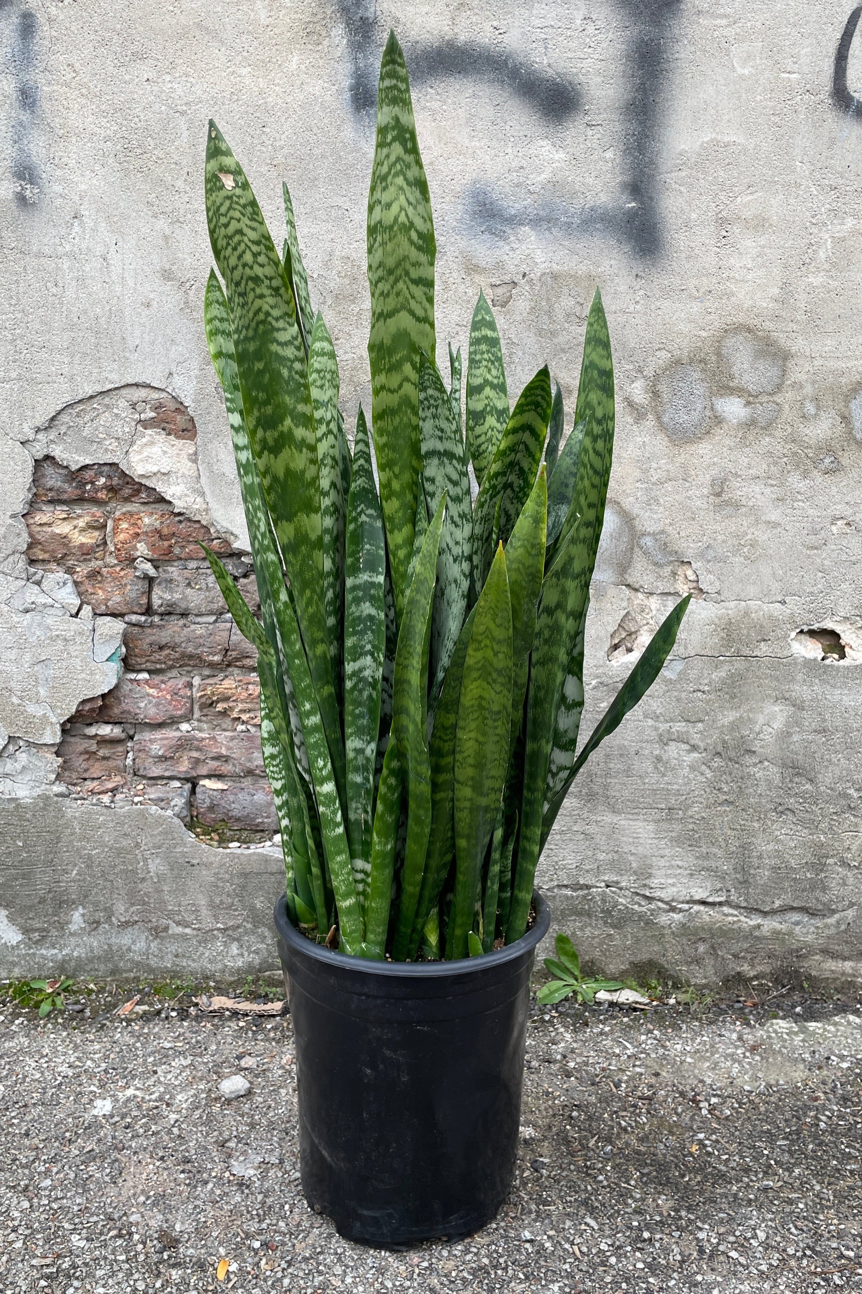 Sansevieria 'Zeylanica' in a #5 growers pot against a concrete wall. ©Sprout Home