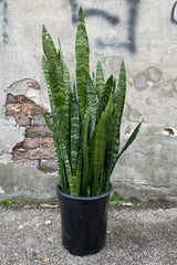 Sansevieria 'Zeylanica' in a #5 growers pot against a concrete wall.