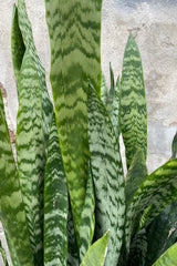 A close of the of the thick strappy leaves with darn green and light mint green variegation of the Sansevieria 'Zeylanica'.