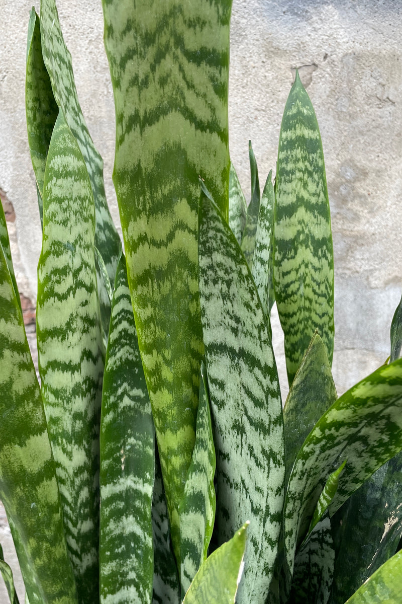 A close of the of the thick strappy leaves with darn green and light mint green variegation of the Sansevieria 'Zeylanica'.