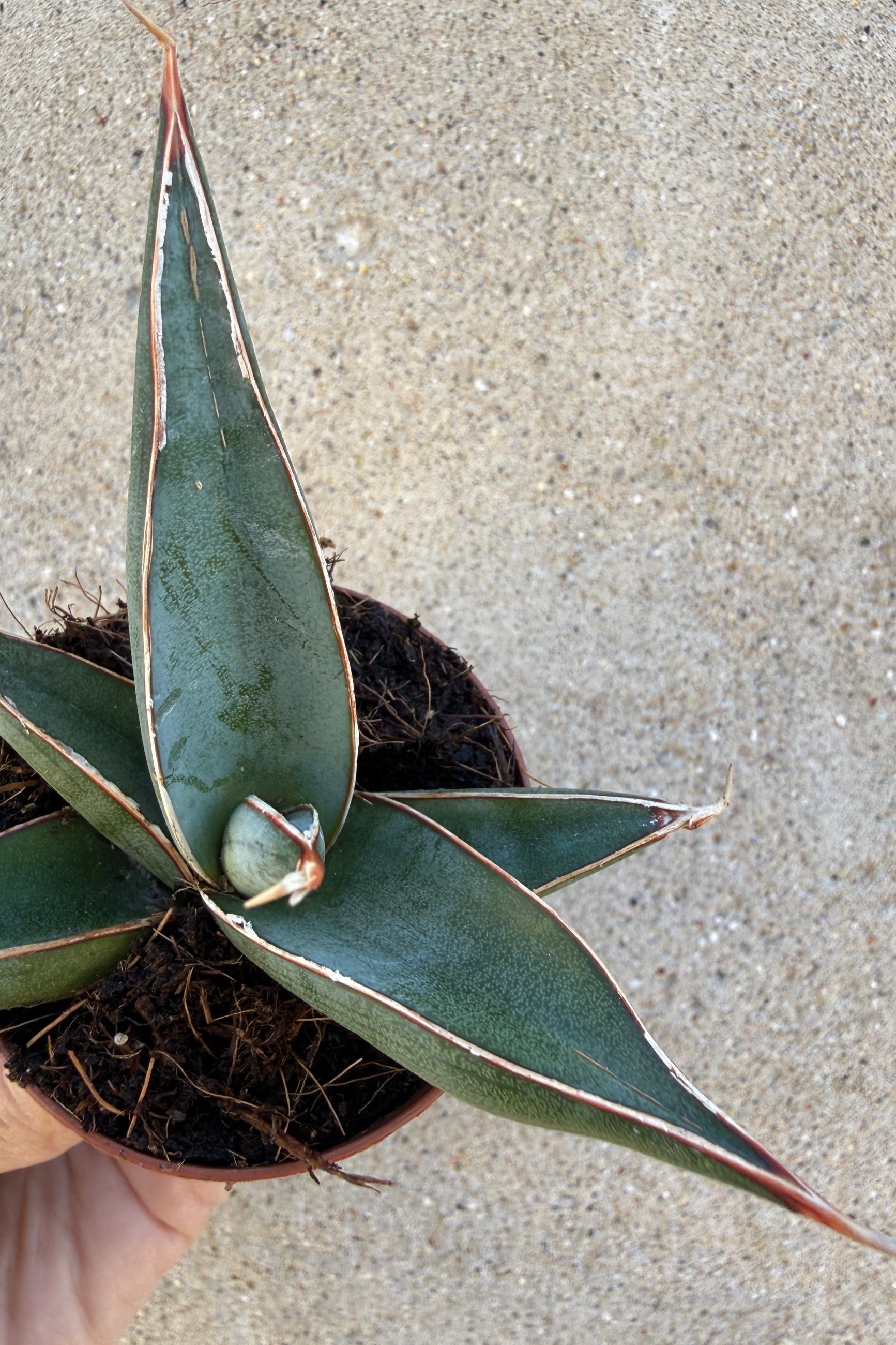 Sansevieria 'Pinguicula' looking from the top in against a concrete wall ©Sprout Home
