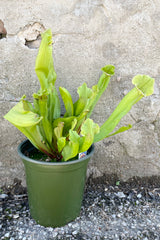 A Sarracenia plant in a 6" growers pot against a concrete wall. 