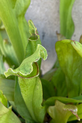 detail of the light green Sarracenia plant.