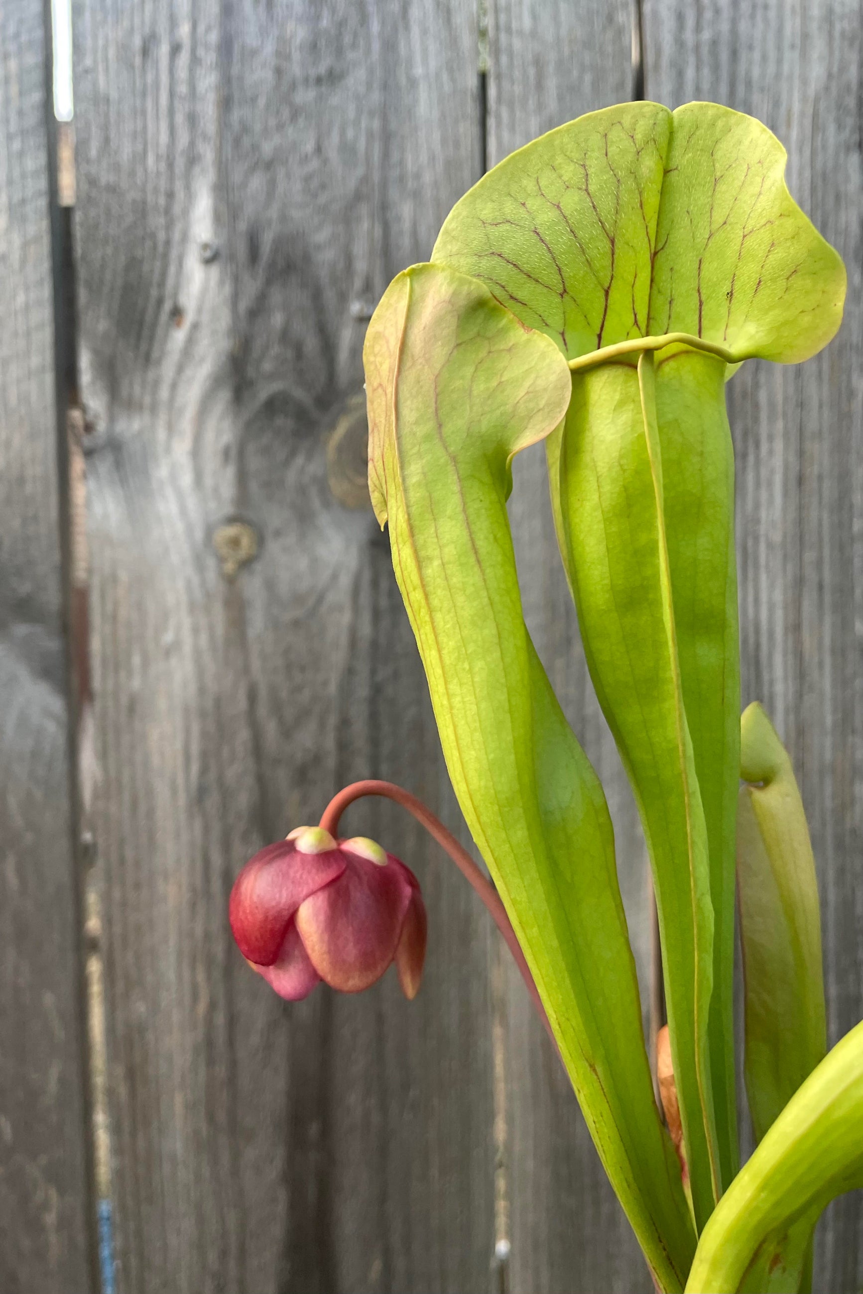 Close photo of Sarracenia leaves and flower. The leaves are bright green with dark red veins, having an upright tubular shape and a fan-shaped opening above the trap. The flower is red and bell-shaped. It is photographed against a wood background. ©Sprout Home