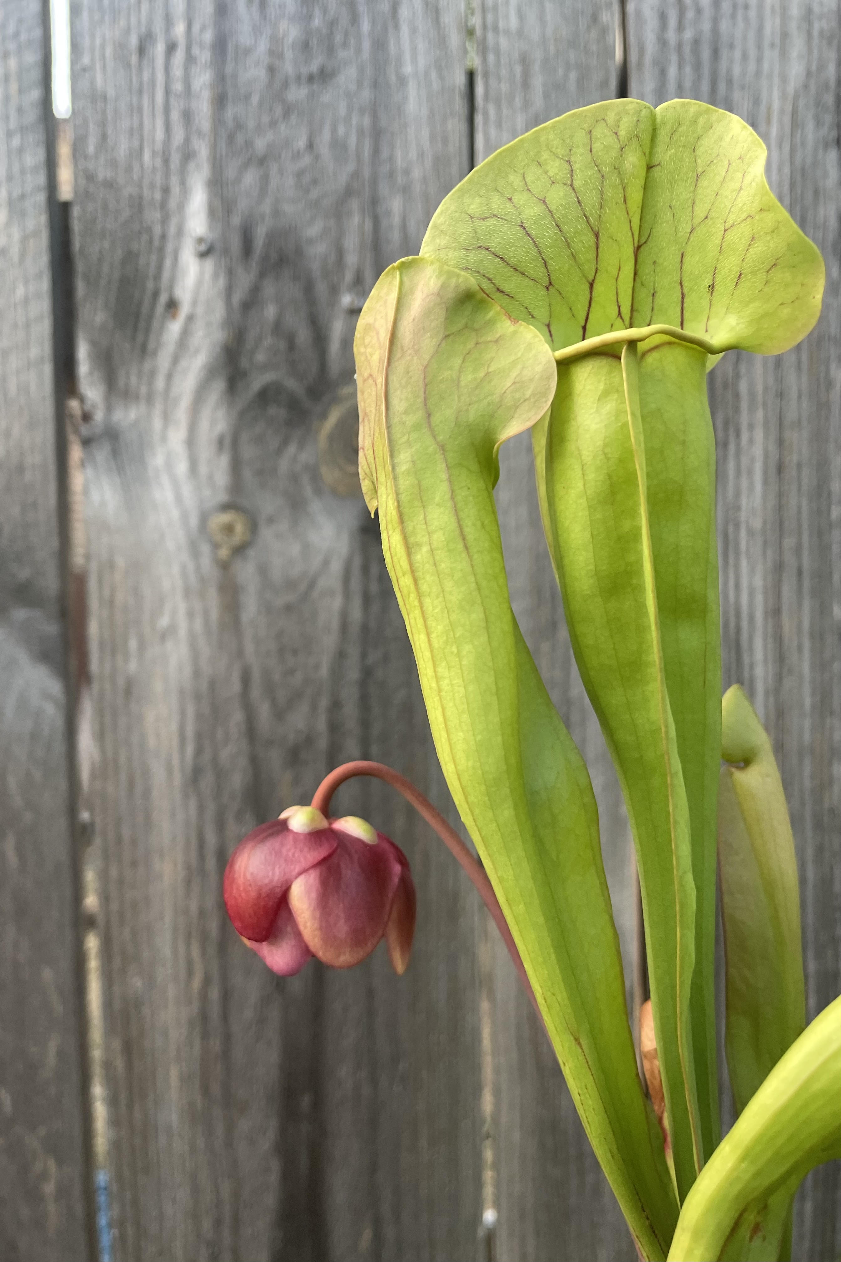 Close photo of Sarracenia leaves and flower. The leaves are bright green with dark red veins, having an upright tubular shape and a fan-shaped opening above the trap. The flower is red and bell-shaped. It is photographed against a wood background.