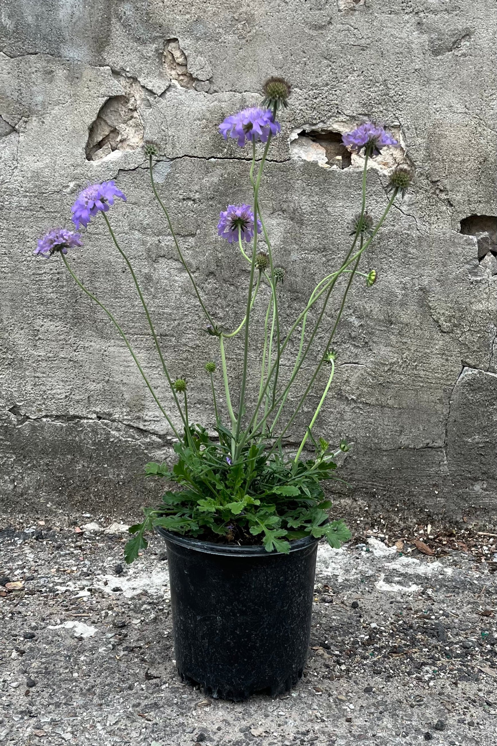 Scabiosa 'Butterfly Blue' in a #1 growers pot in full bloom the end of June with its light purple blue flowers swaying above a mound of green foliage. ©Sprout Home