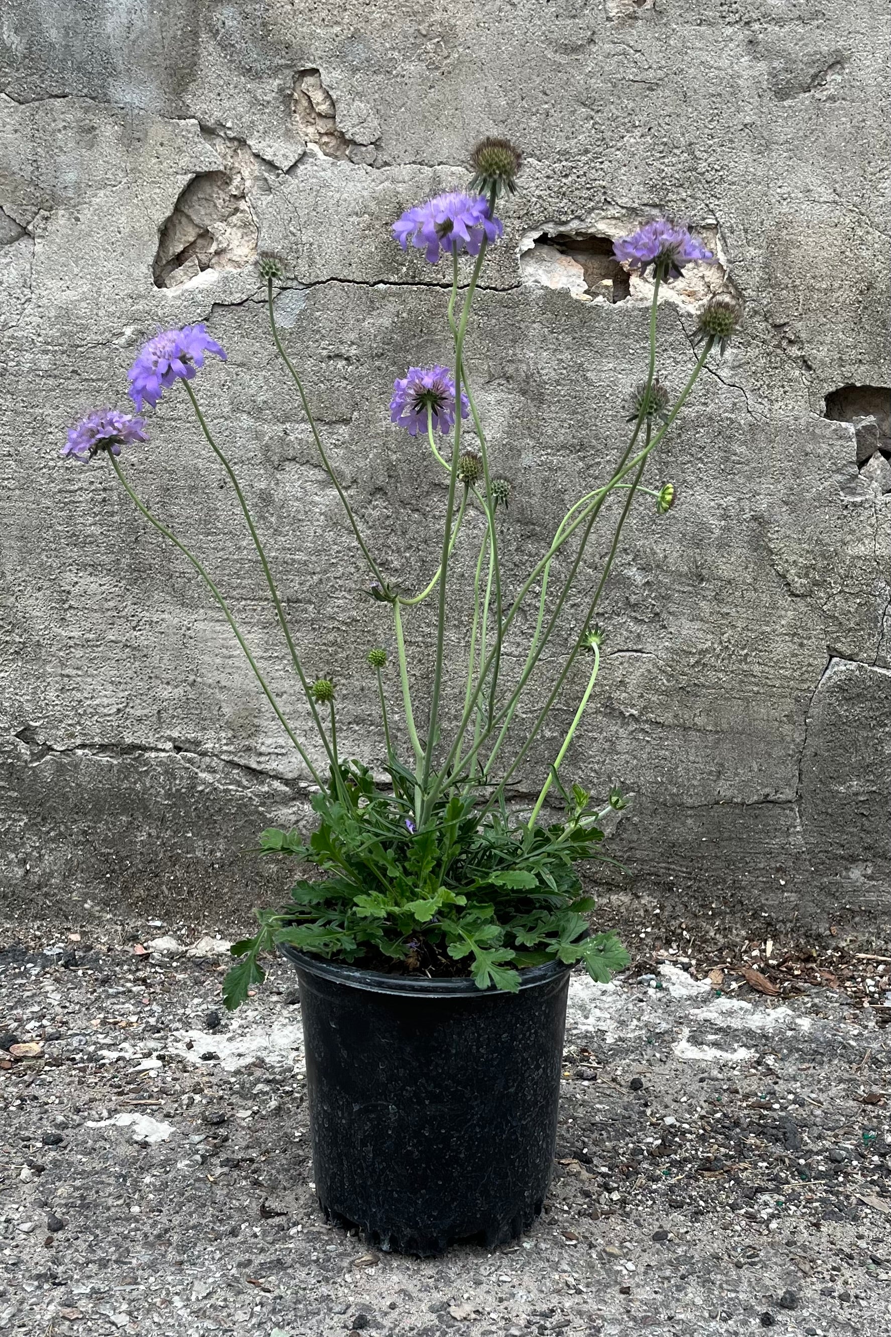 Scabiosa 'Butterfly Blue' in a #1 growers pot in full bloom the end of June with its light purple blue flowers swaying above a mound of green foliage.