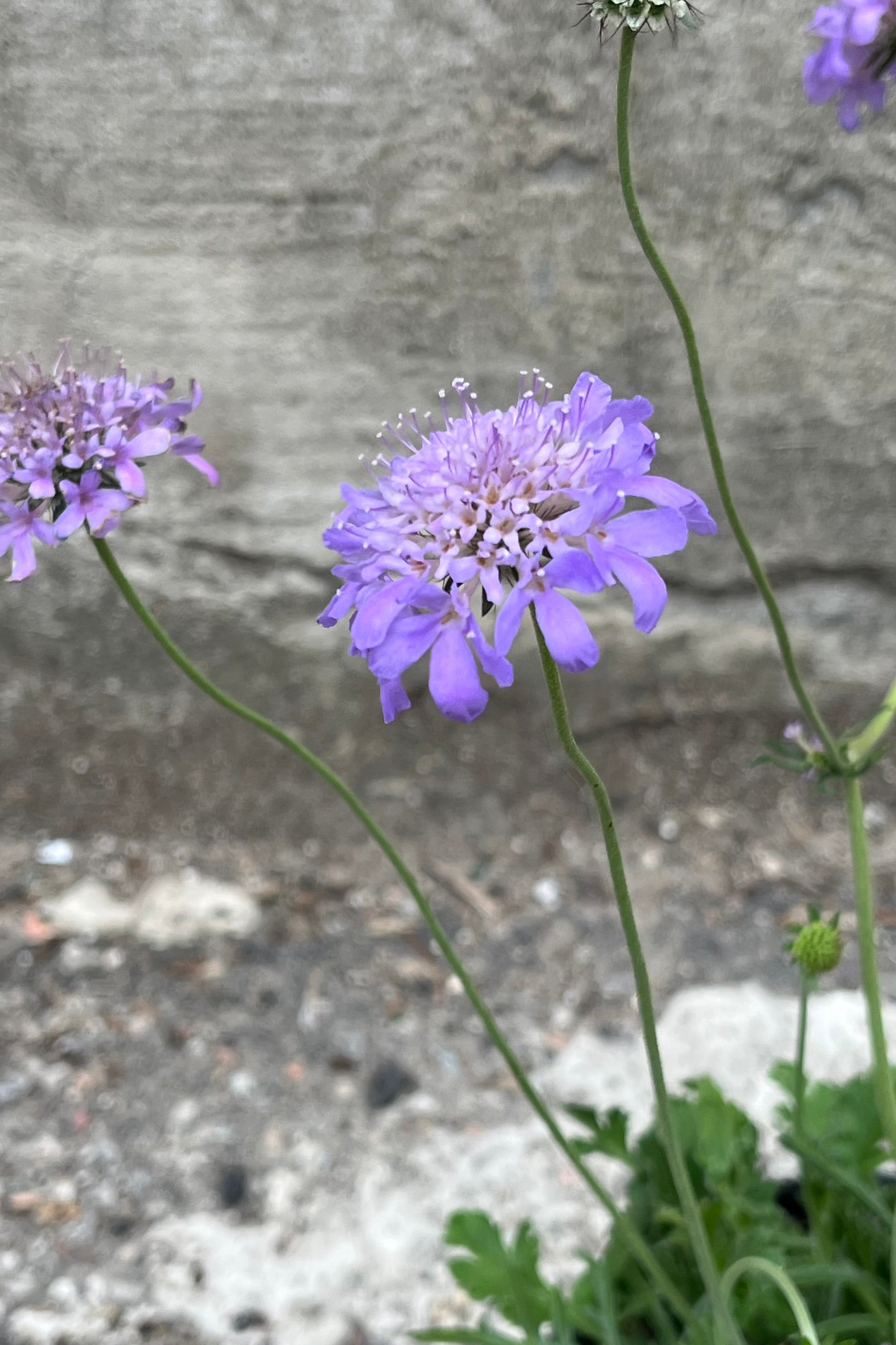 The light purple blue open flower of the Scabiosa 'Butterfly Blue' at the end of June.