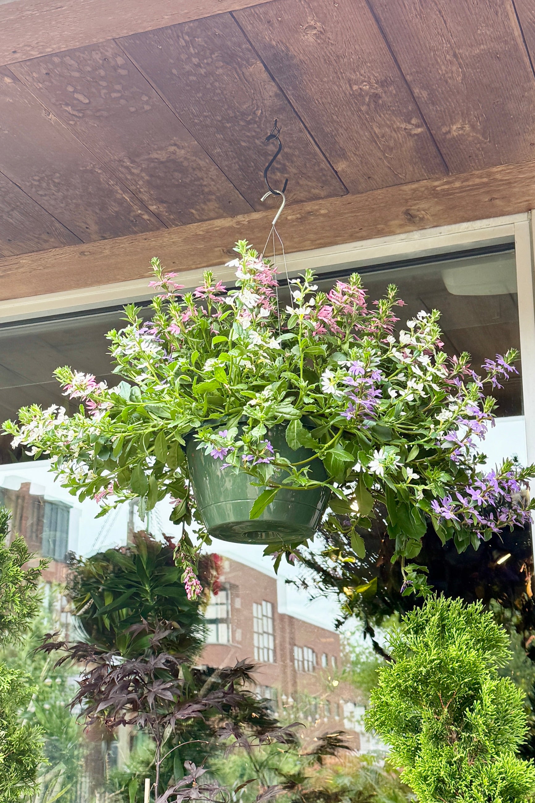 Hanging  Scaevola flower basket with greenery and pink, purple and white flowers on a wooden deck the end of May ©Sprout Home